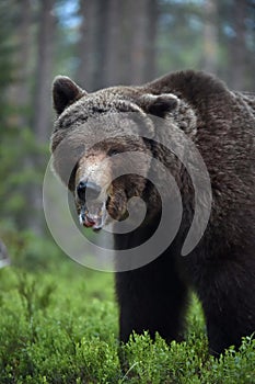 Big Adult Male of Brown bear in the summer forest. Scientific name: Ursus arctos. Natural habitat