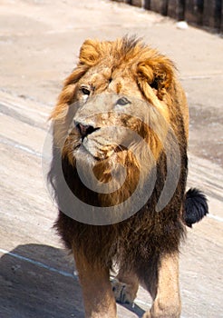 Big adult male lion walking around