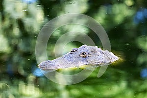 Big african alligator crocodile in the green water closeup