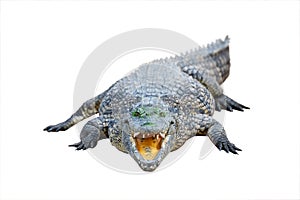 Big african alligator crocodile with open mouth