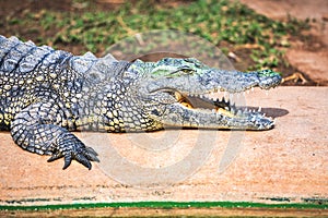 Big african alligator crocodile with open mouth