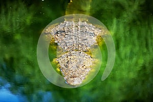 Big african alligator crocodile in the green water closeup