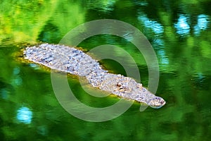 Big african alligator crocodile in the green water closeup