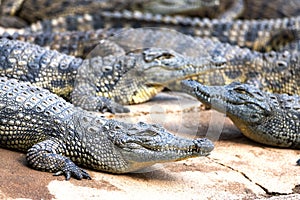 Big african alligators crocodiles crocodile farm