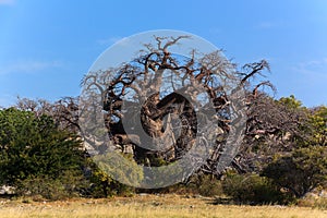 Big african baobab