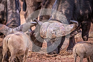Big African buffalo bull eating