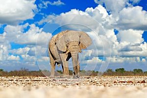 Big African Elephant, with blue sky and white clouds, Etocha NP, Namibia in Africa. Elepaht in the gravel sand, dry season.