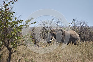 Big African elephant bull, Loxodonta, standing in the african bush