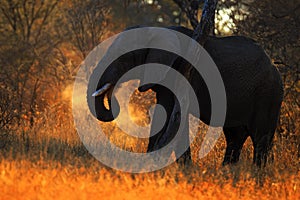 Big African Elephant, with evening sun, back light, animal in the nature habitat, Tanzania