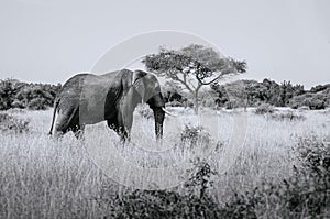 Big African elephant  in grass field of Serengeti Savanna - African Tanzania Safari trip