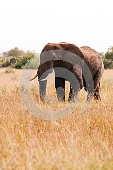 Big African elephant  in grass field of Serengeti Savanna - African Tanzania Safari trip