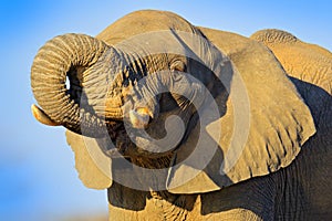 Big African Elephant, on the gravel road, with blue sky, Chobe National Park in Botswana.