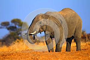 Il grande un elefante sul ghiaia strade cielo blu un verde un albero l'animale natura 