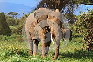 Big african elephant. Kenya, Africa