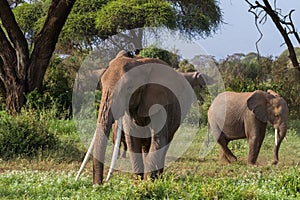 Big african elephant with long tusks. Kenya, Africa