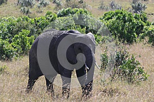 Big African elephant, Loxodonta africana, grazing in savannah in sunny day. Massai Mara Park, Kenya, Africa.