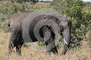 Big African elephant, Loxodonta africana, grazing in savannah in sunny day. Massai Mara Park, Kenya, Africa.