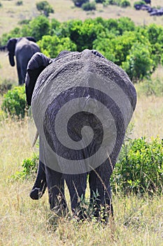 Big African elephant, Loxodonta africana, grazing in savannah in sunny dayand go away. Massai Mara Park, Kenya, Africa.