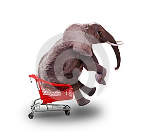 Big African elephant riding a shopping chart