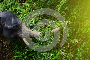 Big African elephant with tusks and trunk in rainforest, wild jungle