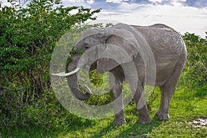 Big African elephant walking through the bushes in the Maasai Mara national park (Kenya).