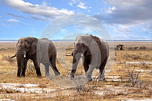 Big african elephants in Etosha