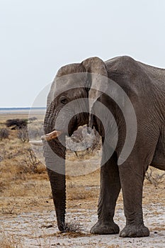 Big african elephants on Etosha national park