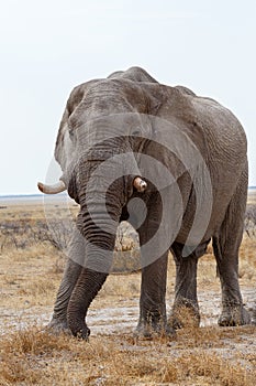 Big african elephants on Etosha national park