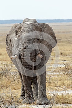 Big african elephants on Etosha national park