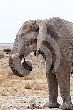 Big african elephants on Etosha national park