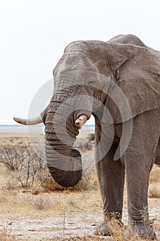 Big african elephants on Etosha national park