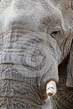 Big african elephants on Etosha national park