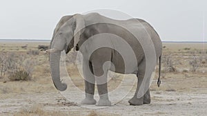 Big african elephants on Etosha national park