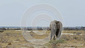 Big african elephants on Etosha national park