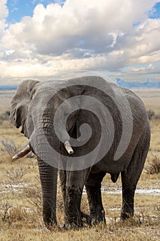 Big african elephants on Etosha national park