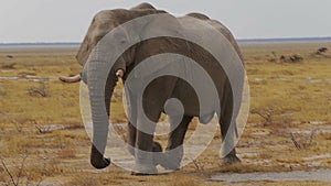 Big african elephants on Etosha national park