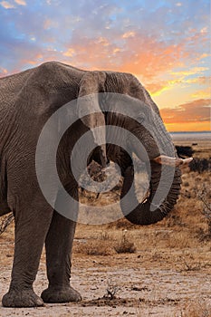 Big african elephants on Etosha national park
