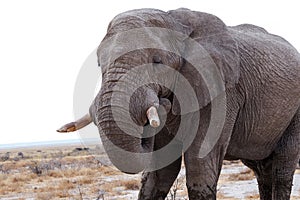 Big african elephants on Etosha national park