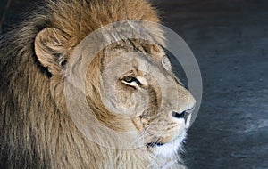 Big African lion close-up portrait