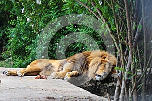 Big African lion resting in the shade of trees