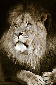 Big african male lion