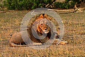 Big African Male Lion