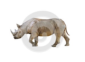 Big african Rhino, Rhinoceros