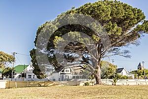 Big African tree in Cape Town, South Africa