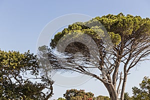 Big African tree in Cape Town, South Africa