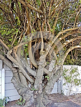 Big African unique and multi-stemmed tree in Cape Town