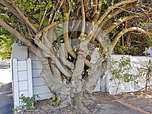 Big African unique multi-stemmed tree in Cape Town