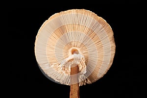 Big agaric gills cap of macrolepiota procera parasol mushroom isolated on black background
