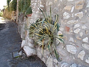 Big agave cactus green yellow grows on a stonewall