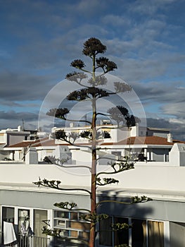 Big Agave in front of buildings